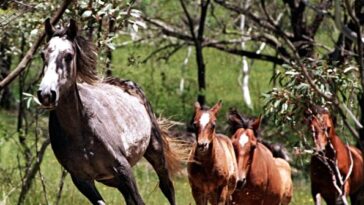 australia-to-begin-mass-aerial-slaughter-of-wild-horses-from-helicopter-gunships