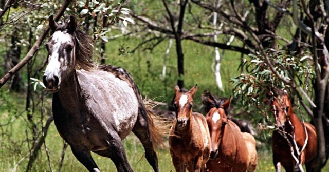 australia-to-begin-mass-aerial-slaughter-of-wild-horses-from-helicopter-gunships
