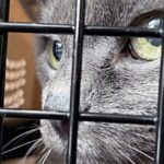 police-rescue-hundreds-of-cats-from-being-eaten-in-vietnam-with-bust-of-major-animal-theft-ring