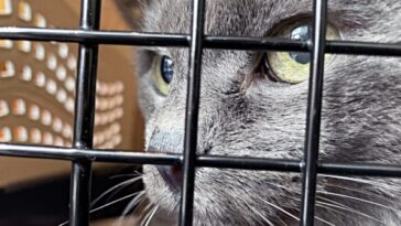 police-rescue-hundreds-of-cats-from-being-eaten-in-vietnam-with-bust-of-major-animal-theft-ring