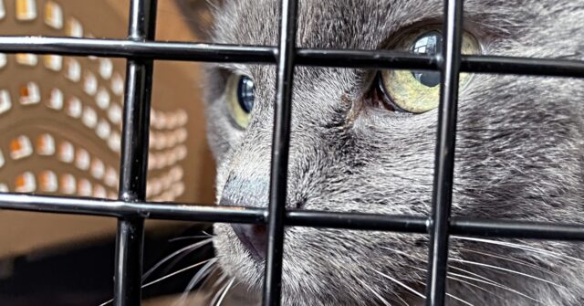 police-rescue-hundreds-of-cats-from-being-eaten-in-vietnam-with-bust-of-major-animal-theft-ring