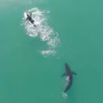 drone-footage-captures-massive-shark-circling-surfer-in-terriyfing-moment-off-california-beach