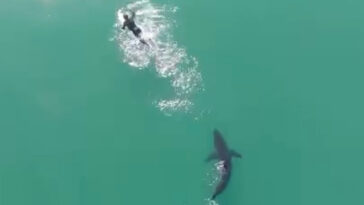 drone-footage-captures-massive-shark-circling-surfer-in-terriyfing-moment-off-california-beach