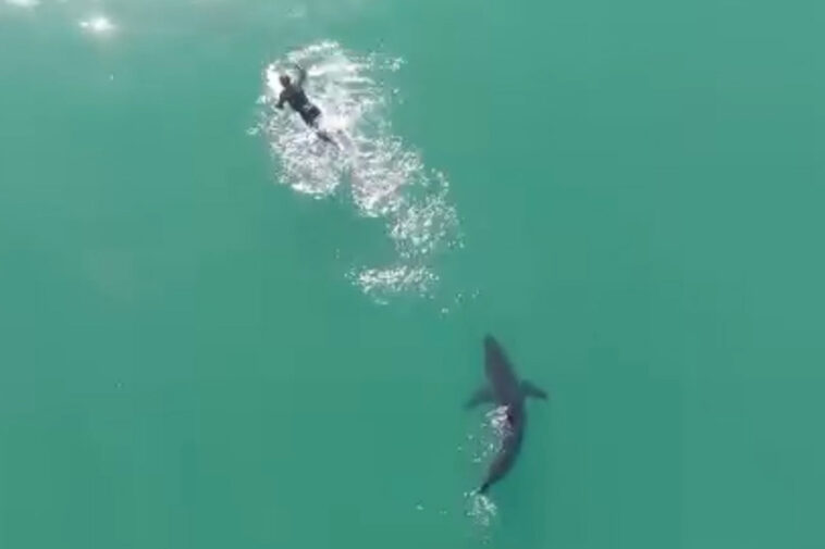 drone-footage-captures-massive-shark-circling-surfer-in-terriyfing-moment-off-california-beach