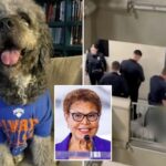 la-mayor-karen-bass-orders-probe-into-beloved-dog-shot-by-cops-during-knicks-party