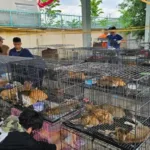 police-save-400-cats-from-gruesome-fate