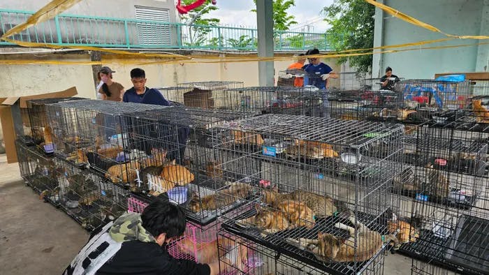 police-save-400-cats-from-gruesome-fate