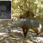 scientists make-‘surprising’-discovery about-amazonian-‘ghost-dogs’