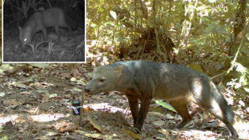 scientists make-‘surprising’-discovery about-amazonian-‘ghost-dogs’