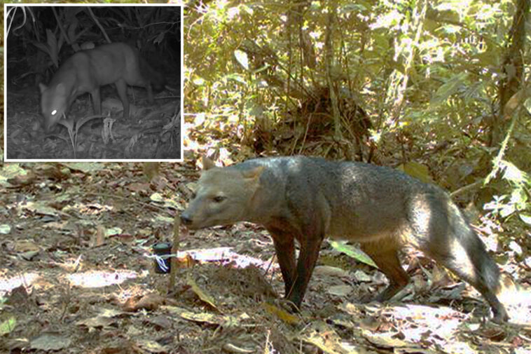 scientists make-‘surprising’-discovery about-amazonian-‘ghost-dogs’
