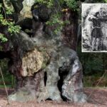 an-ancient-oak-tree-said-to-have-sheltered-legendary-robin-hood-has-died