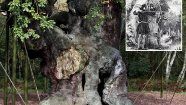 an-ancient-oak-tree-said-to-have-sheltered-legendary-robin-hood-has-died