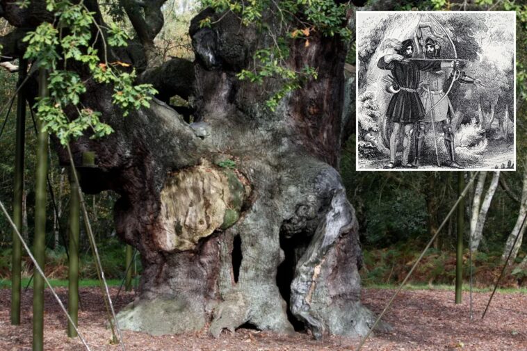 an-ancient-oak-tree-said-to-have-sheltered-legendary-robin-hood-has-died