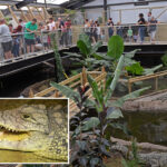 boy,-3,-thrown-into-crocodile-enclosure-at-zoo-as-cops-arrest-unhinged-man