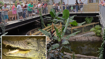 boy,-3,-thrown-into-crocodile-enclosure-at-zoo-as-cops-arrest-unhinged-man