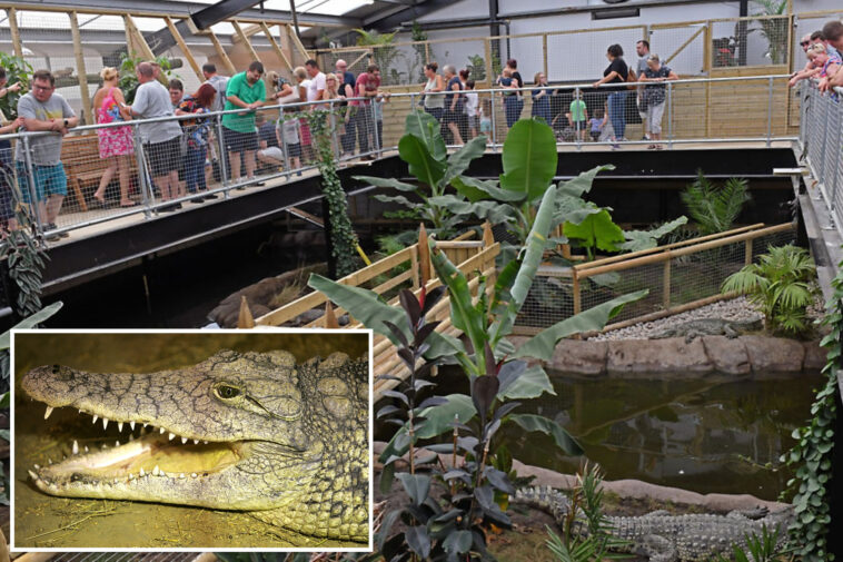 boy,-3,-thrown-into-crocodile-enclosure-at-zoo-as-cops-arrest-unhinged-man