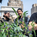scotus-rules-against-ban-on-gun-possession-for-marijuana-user