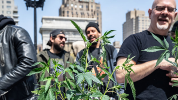 scotus-rules-against-ban-on-gun-possession-for-marijuana-user