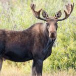 video-captures-moment-a-moose-runs-straight-into-a-vehicle-while-chasing-dogs-through-the-wilderness