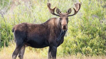 video-captures-moment-a-moose-runs-straight-into-a-vehicle-while-chasing-dogs-through-the-wilderness