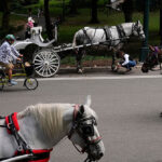 video-–-nyc:-18-year-old-dies-after-being-thrown-from-runaway-horse-drawn-carriage-in-central-park