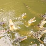 horror:-man-throws-3-year-old-boy-into-crocodile-enclosure-in-uk-zoo-–-child-in-critical-condition,-police-refuse-to-name-the-attacker