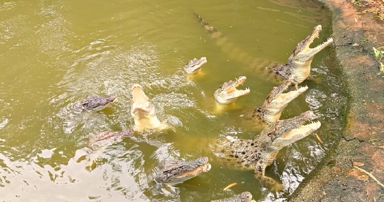 horror:-man-throws-3-year-old-boy-into-crocodile-enclosure-in-uk-zoo-–-child-in-critical-condition,-police-refuse-to-name-the-attacker