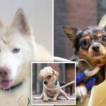 nyc-woman-arrested-after-27-animals,-including-dead-dog,-found-living-in-filthy-apartment