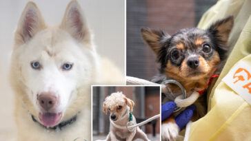 nyc-woman-arrested-after-27-animals,-including-dead-dog,-found-living-in-filthy-apartment