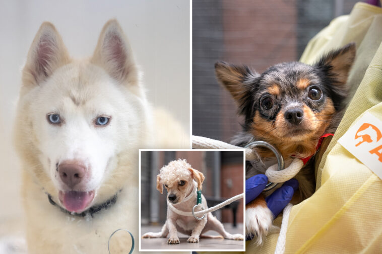 nyc-woman-arrested-after-27-animals,-including-dead-dog,-found-living-in-filthy-apartment
