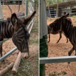 half-assed!-zoo-paints-stripes-on-donkey-to-look-like-zebra-—-unleashing-wild-flood-of-mockery