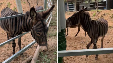 half-assed!-zoo-paints-stripes-on-donkey-to-look-like-zebra-—-unleashing-wild-flood-of-mockery