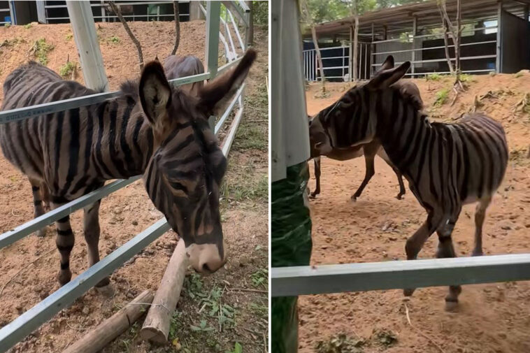 half-assed!-zoo-paints-stripes-on-donkey-to-look-like-zebra-—-unleashing-wild-flood-of-mockery