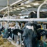 trump’s-agencies-legalize-seasonal-h-2a-migrants-for-year-round-dairy-industry