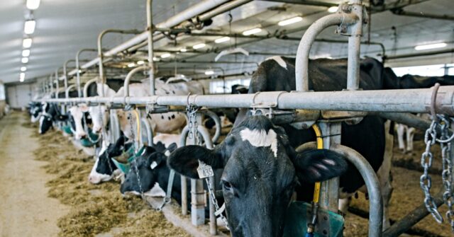 trump’s-agencies-legalize-seasonal-h-2a-migrants-for-year-round-dairy-industry