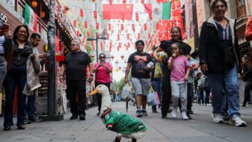 meet-merlin,-the-viral-mexican-duck-taking-the-world-cup-by-storm