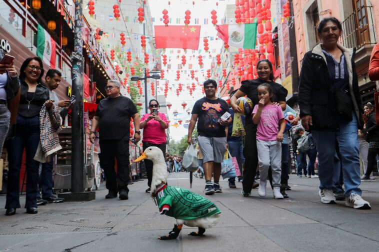 meet-merlin,-the-viral-mexican-duck-taking-the-world-cup-by-storm