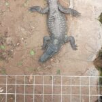 man-charged-with-attempted-murder,-released-after-allegedly-forcing-toddler-into-crocodile-enclosure-at-zoo