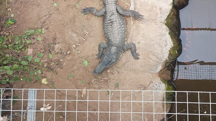 man-charged-with-attempted-murder,-released-after-allegedly-forcing-toddler-into-crocodile-enclosure-at-zoo