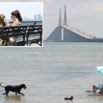 that’s-ruff!-how-nyc-ranks-on-nation-wide-pet-friendly-scale:-new-survey