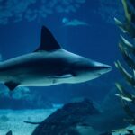 a-very-sharky-summer-could-be-ahead-for-the-us.