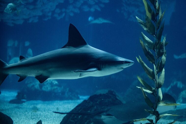 a-very-sharky-summer-could-be-ahead-for-the-us.