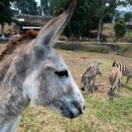 zoo-can’t-get-a-zebra,-tries-cosplay-instead