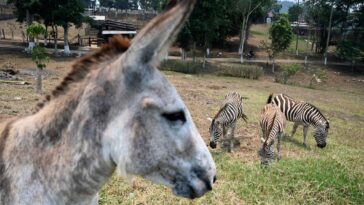 zoo-can’t-get-a-zebra,-tries-cosplay-instead