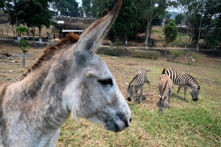 zoo-can’t-get-a-zebra,-tries-cosplay-instead