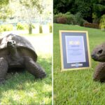 world’s-oldest-living-land-animal,-a-194-year-old-tortoise,-honored-with-prestigious-award