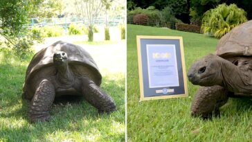 world’s-oldest-living-land-animal,-a-194-year-old-tortoise,-honored-with-prestigious-award