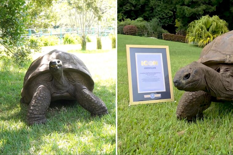 world’s-oldest-living-land-animal,-a-194-year-old-tortoise,-honored-with-prestigious-award