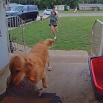 dog-goes-viral-for-bringing-live-armadillo-into-family’s-home