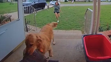 dog-goes-viral-for-bringing-live-armadillo-into-family’s-home
